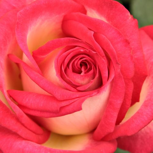 Online rózsa kertészet - teahibrid rózsa - sárga - narancssárga - Rosa Susan Massu® - intenzív illatú rózsa - Reimer Kordes - Intenzív illatú, vidám színű teahibrid vágórózsa.